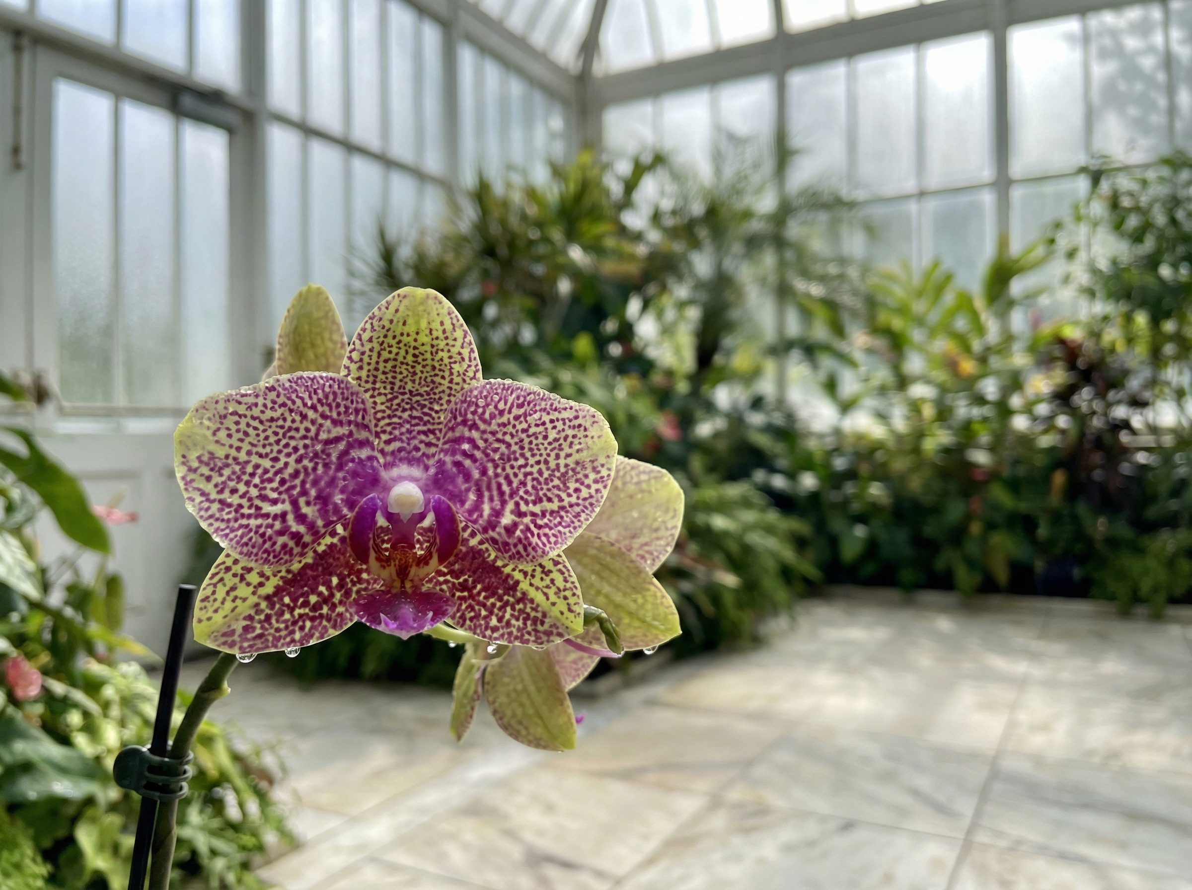 少女萝莉视频：百年古银杏树秋色全记录